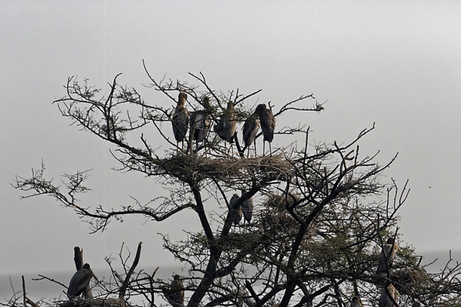 Keoladeo national park-115